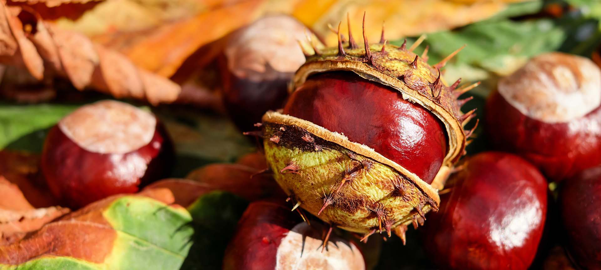 Kletterwald Öffnungszeiten mit Kastanien